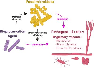 Contribution of omics to biopreservation: Toward food microbiome engineering